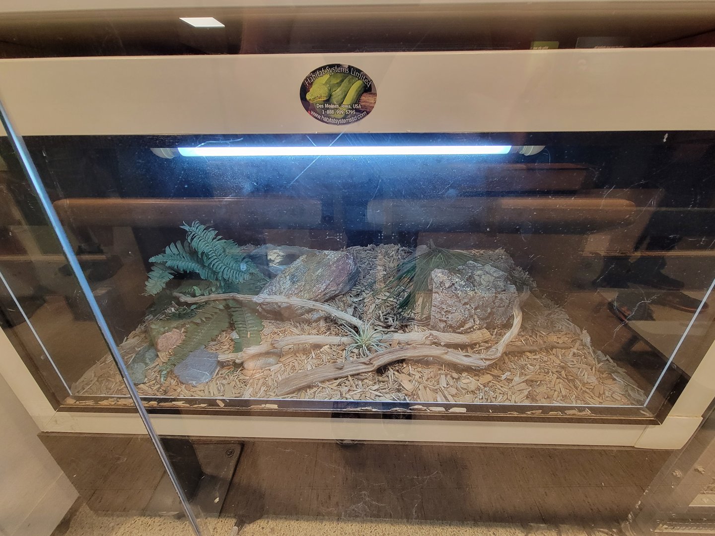 MOS Boston - Live Animal Lab, corn snake