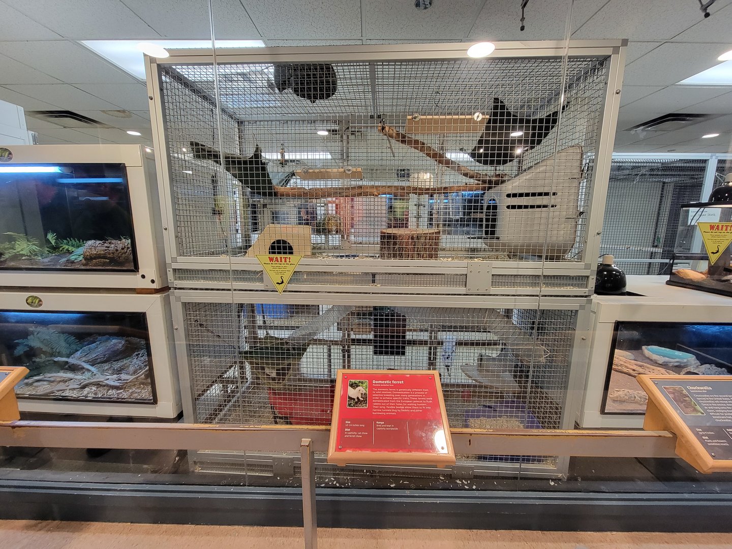 MOS Boston - Live Animal Lab, domestic ferret