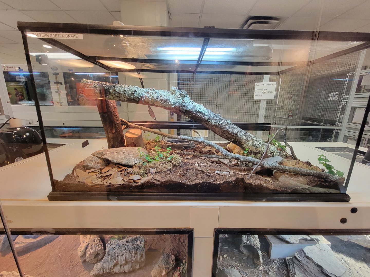 MOS Boston - Live Animal Lab, eastern garter snake