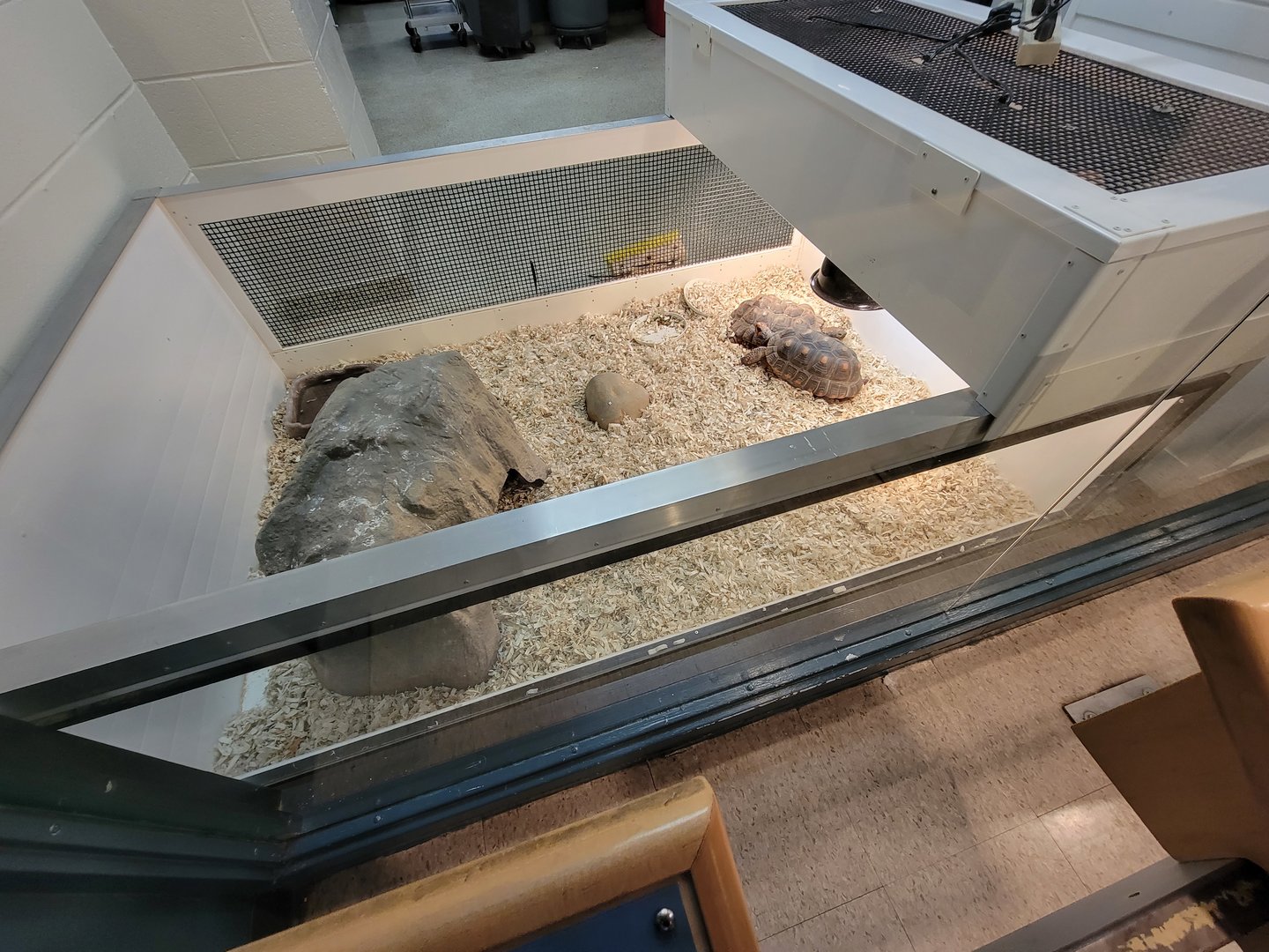 MOS Boston - Live Animal Lab, red-footed tortoise and desert tortoise