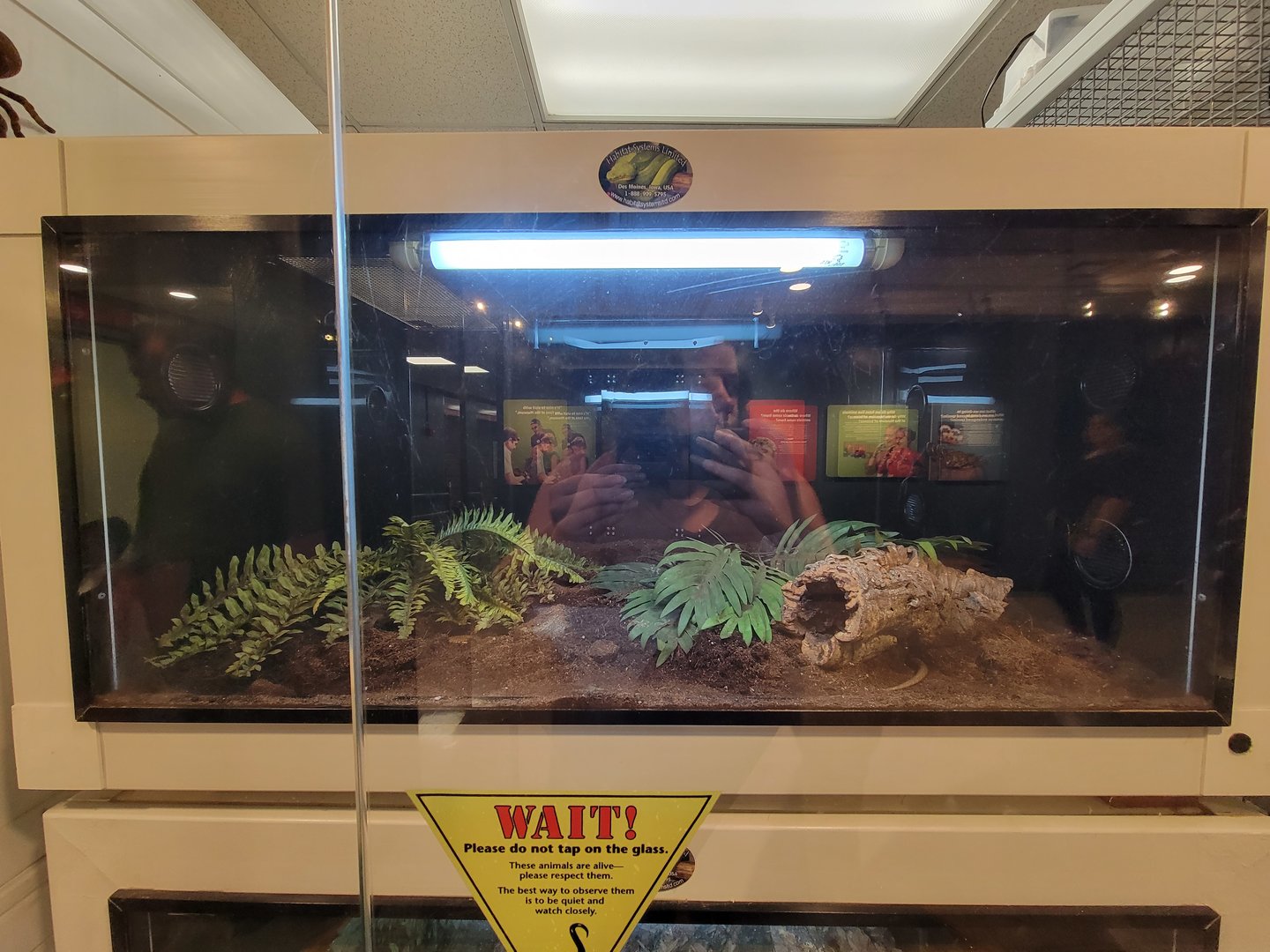 MOS Boston - Live Animal Lab, Sheltopusik