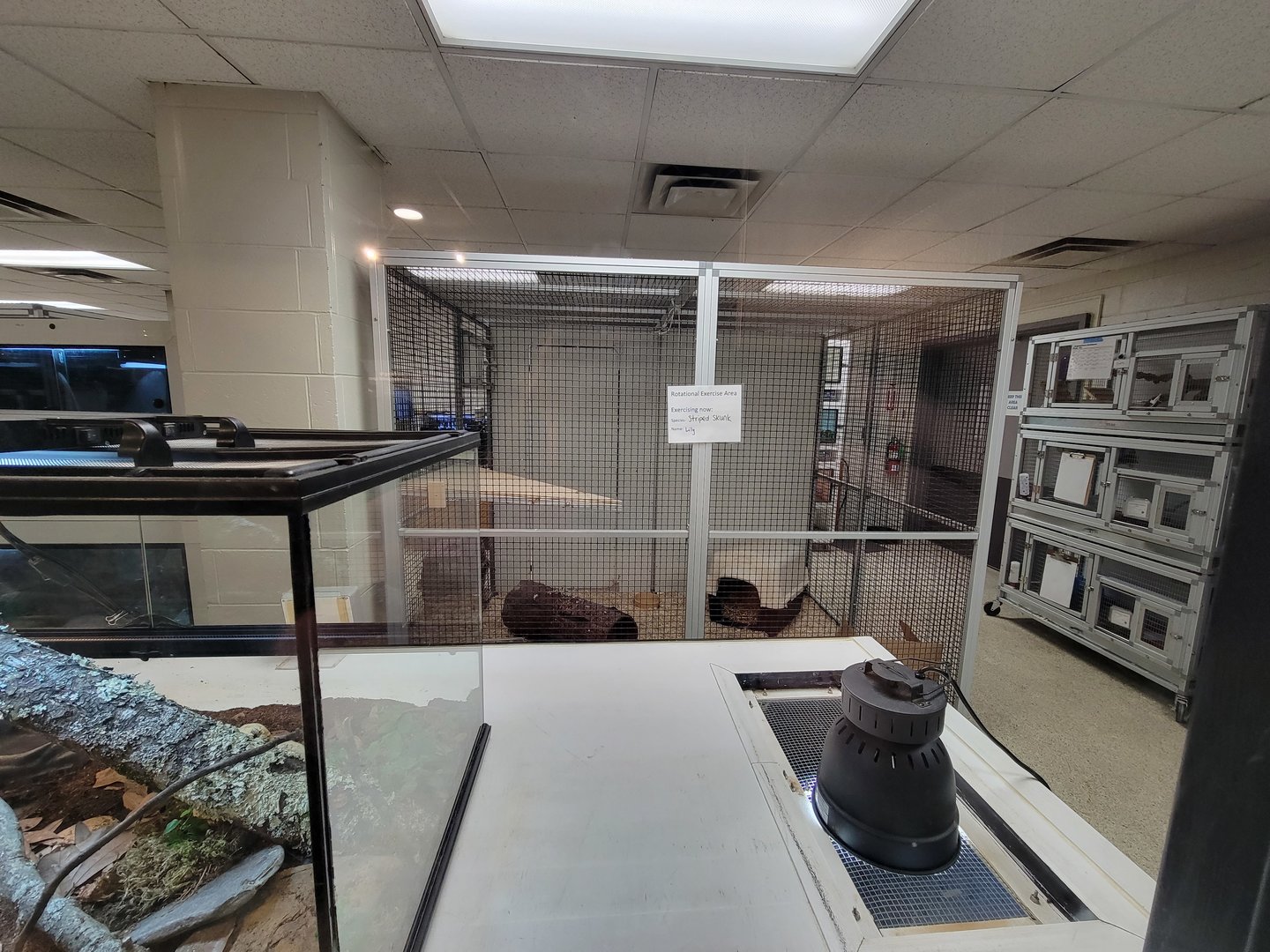MOS Boston - Live Animal Lab, striped skunk, hedgehogs and tenrecs to the right