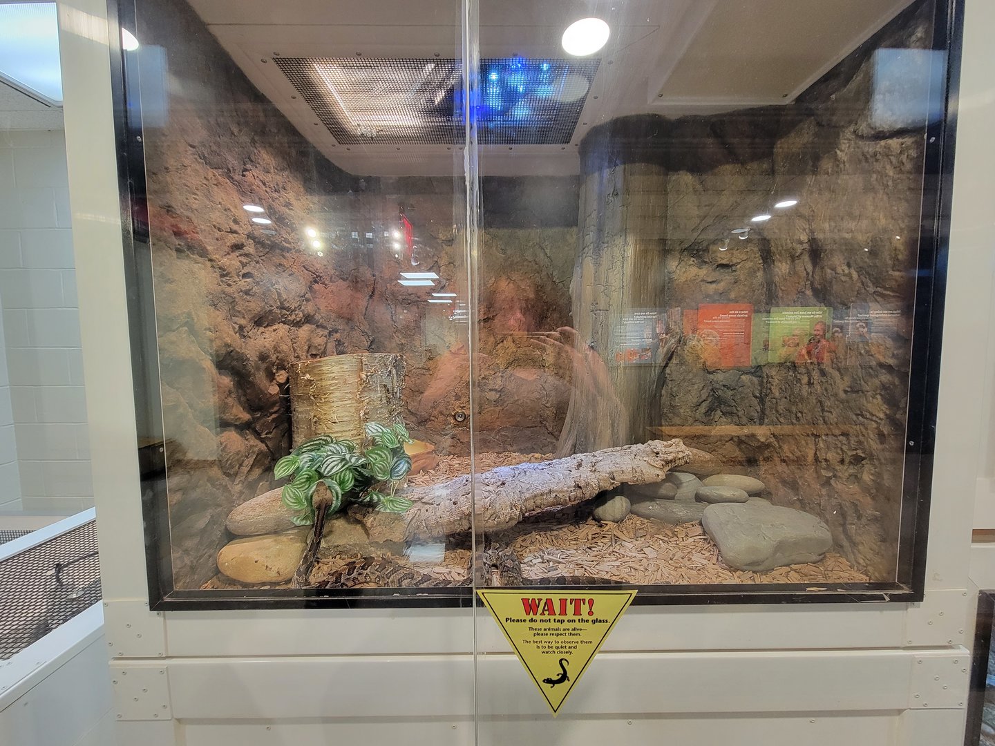 MOS Boston - Live Animal Lab, timber rattlesnake