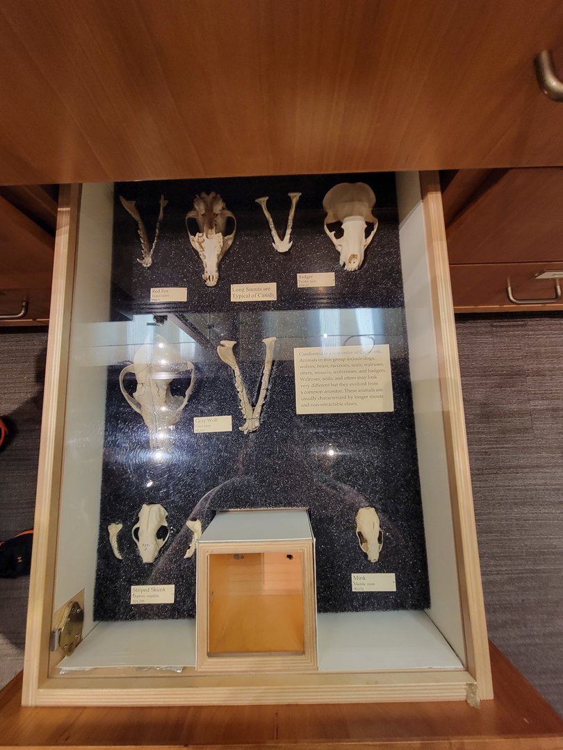 MOS Boston - Natural Mysteries, caniforma skulls