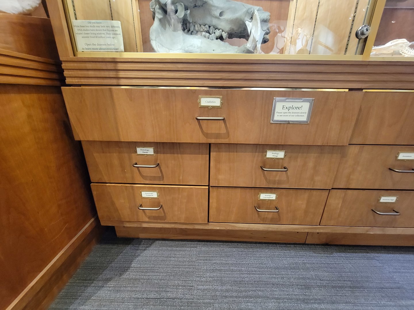 MOS Boston - Natural Mysteries, Cladistics drawers