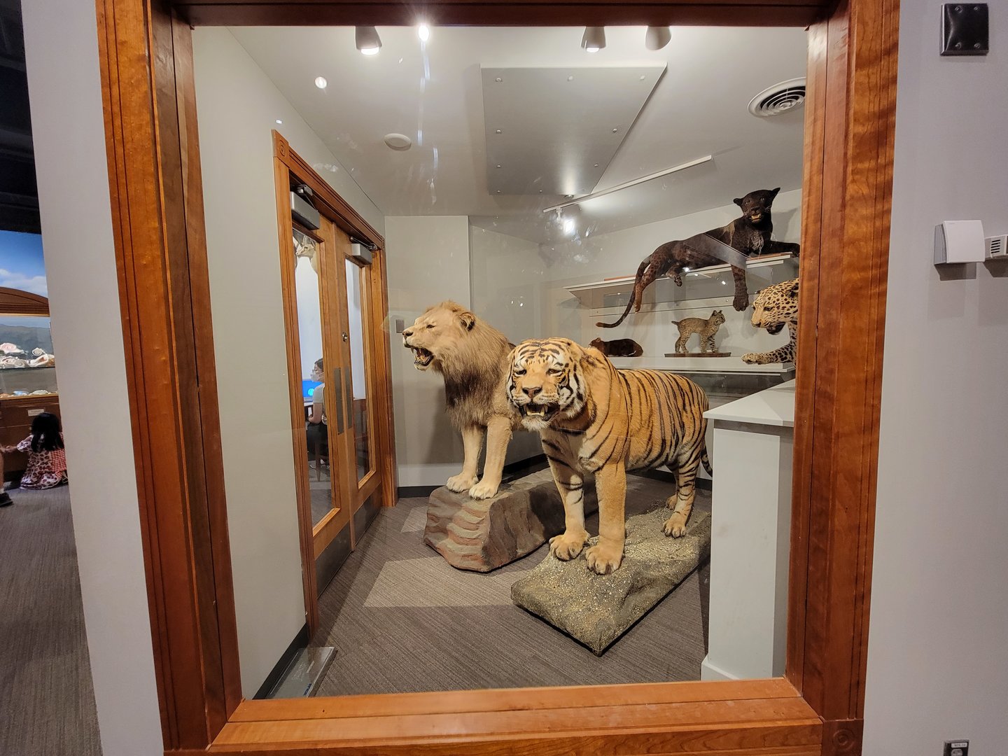 MOS Boston - Natural Mysteries, Design Around Us (felids)