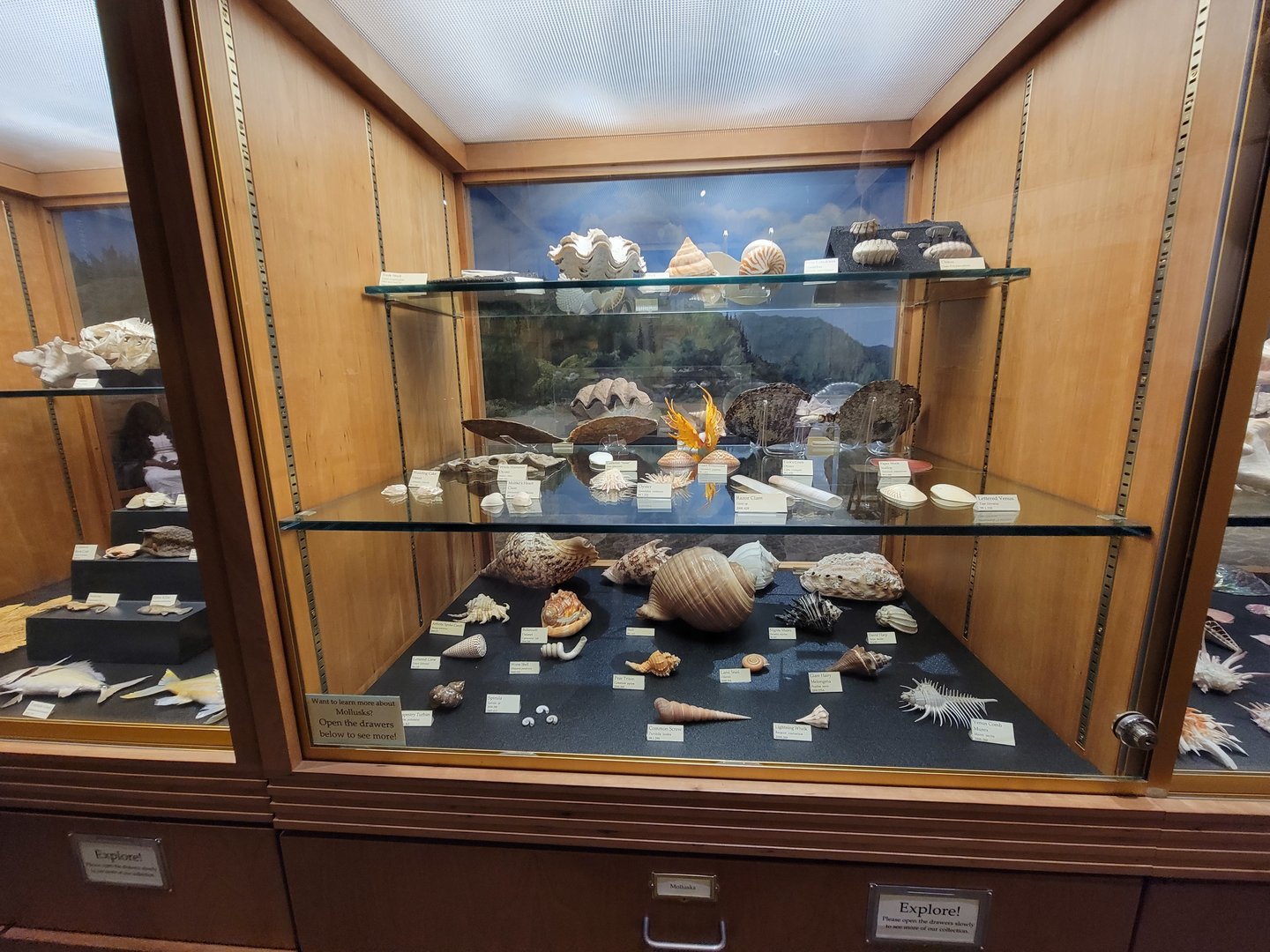 MOS Boston - Natural Mysteries, lots of shells and other sea life