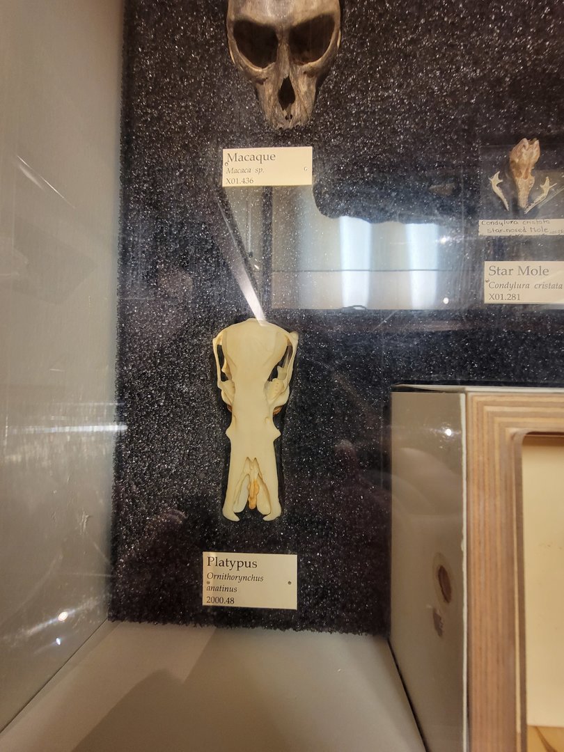 MOS Boston - Natural Mysteries, Platypus skull