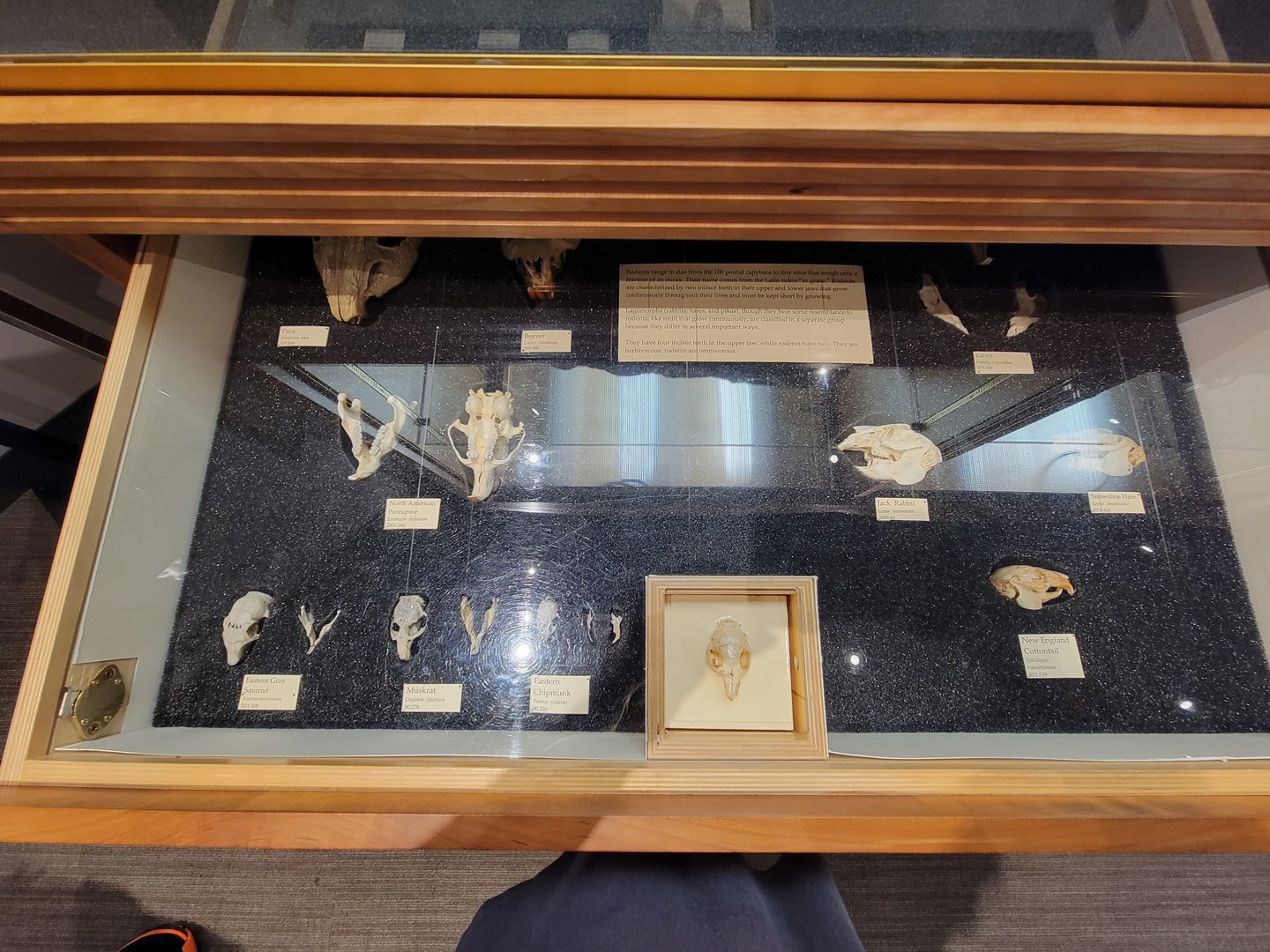 MOS Boston - Natural Mysteries, some rodent skulls