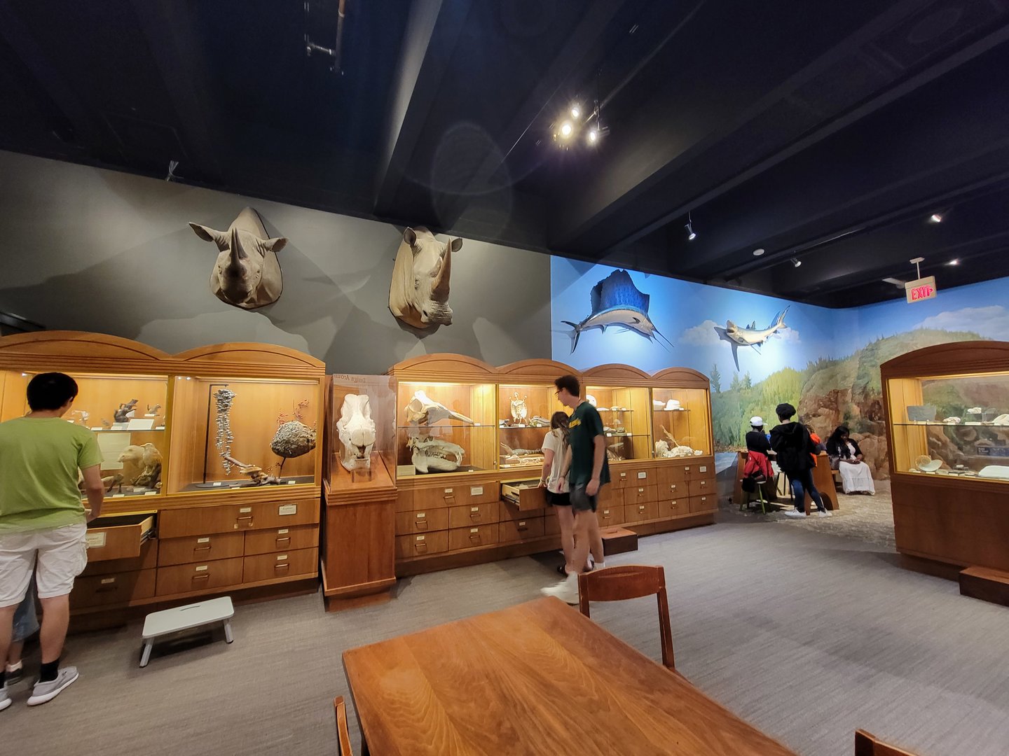 MOS Boston - Natural Mysteries, various skulls and drawers of specimens