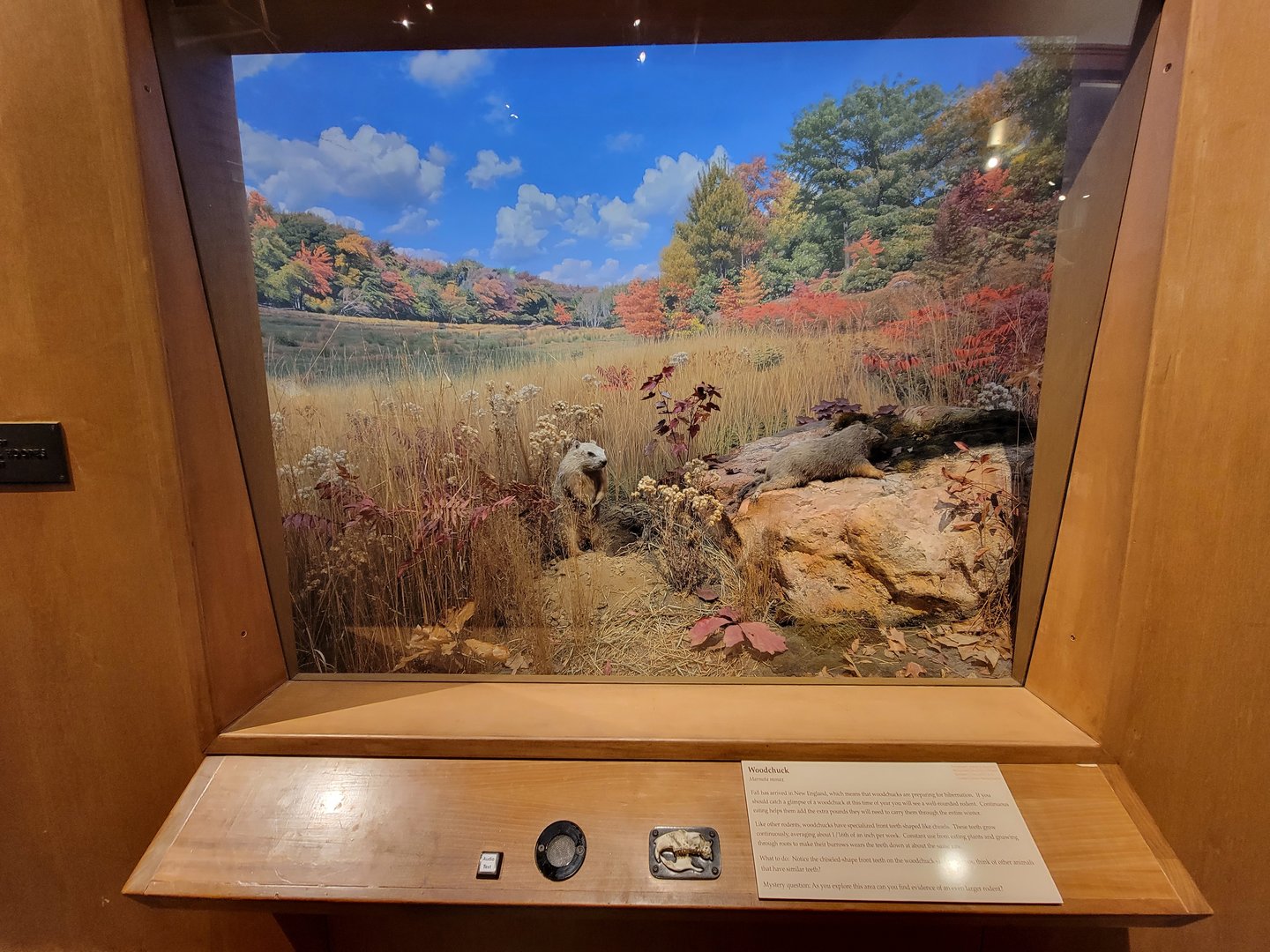 MOS Boston - Natural Mysteries, Woodchuck / Groundhog