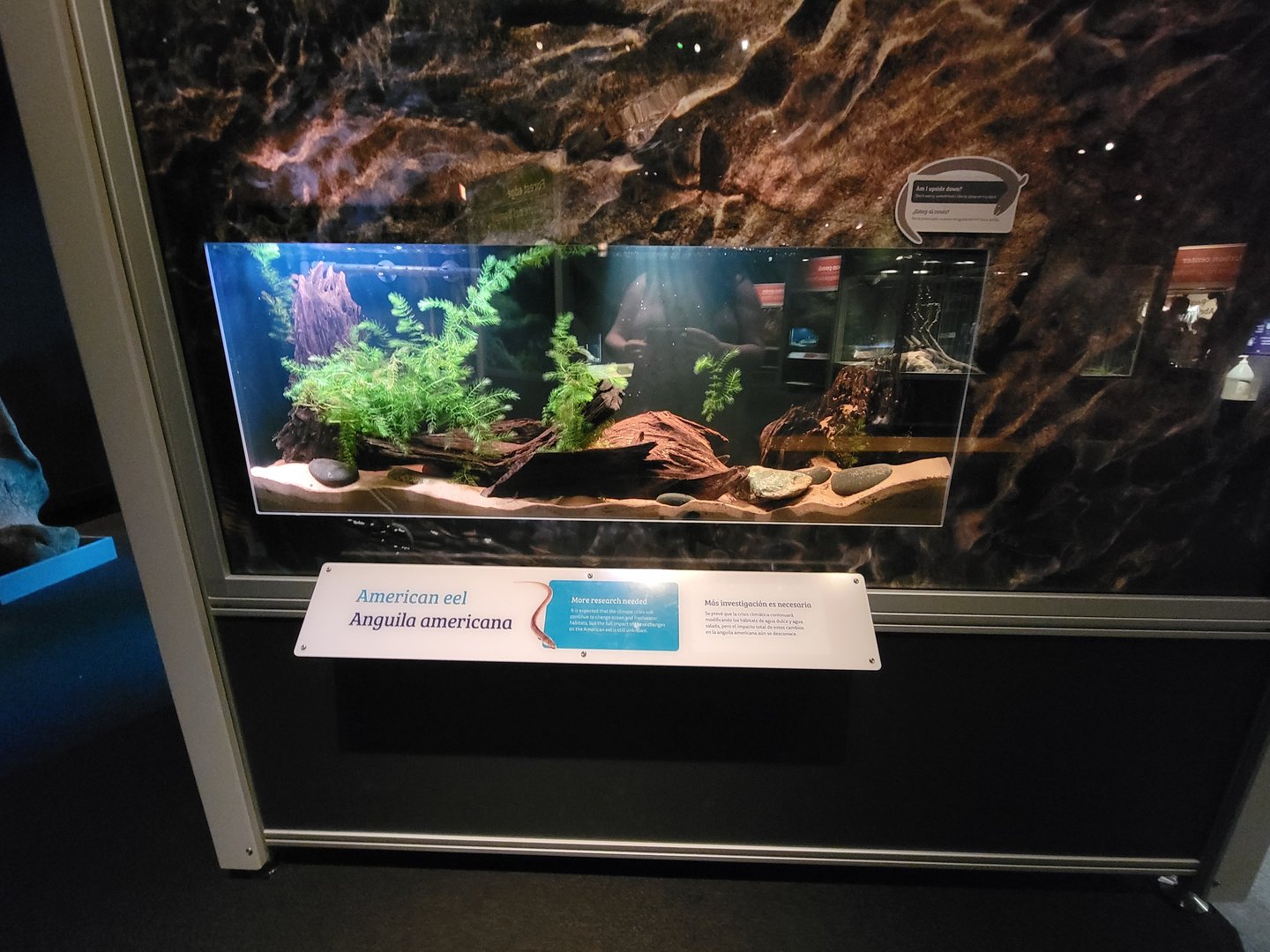 MOS Boston - NE Climate Stories, American eel