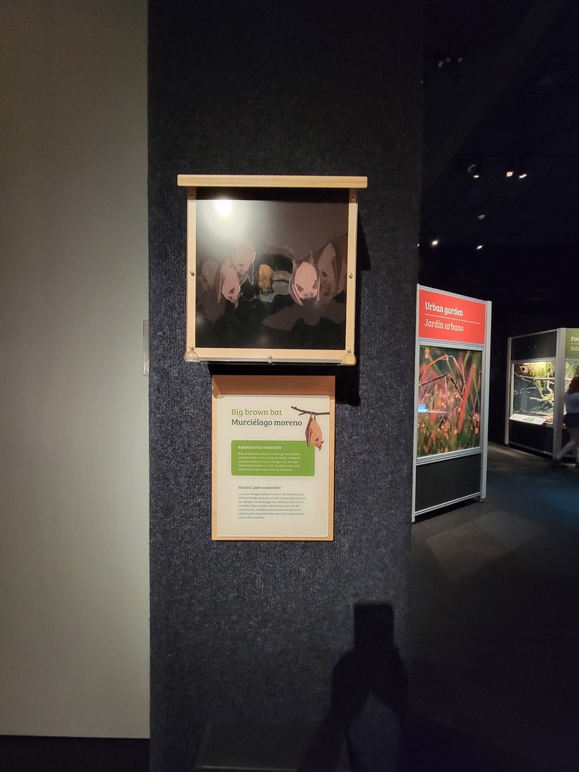 MOS Boston - NE Climate Stories, big brown bat (taxidermy)