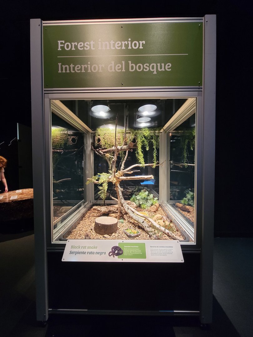 MOS Boston - NE Climate Stories, black rat snake