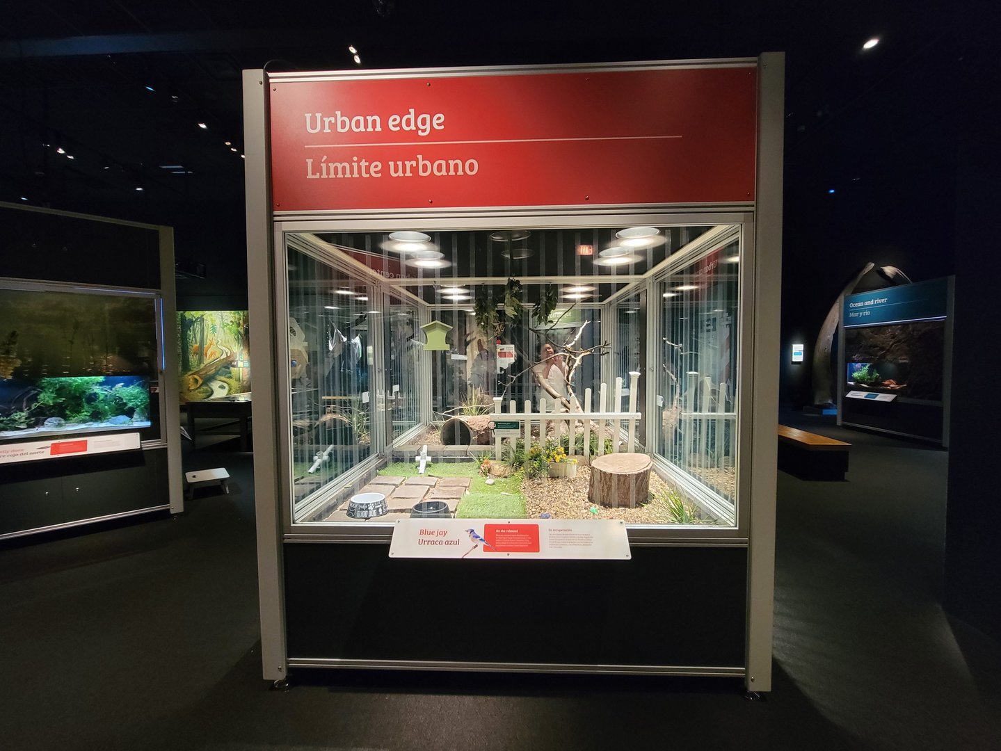 MOS Boston - NE Climate Stories, blue jay