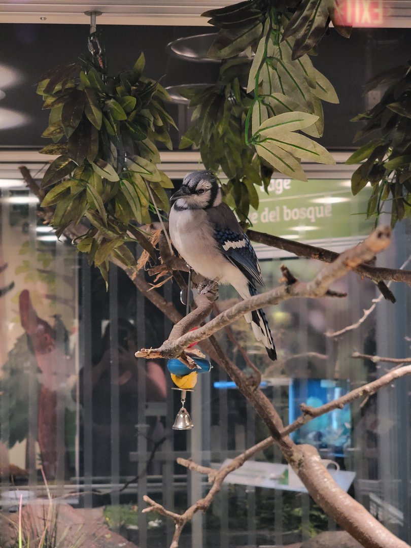 MOS Boston - NE Climate Stories, blue jay