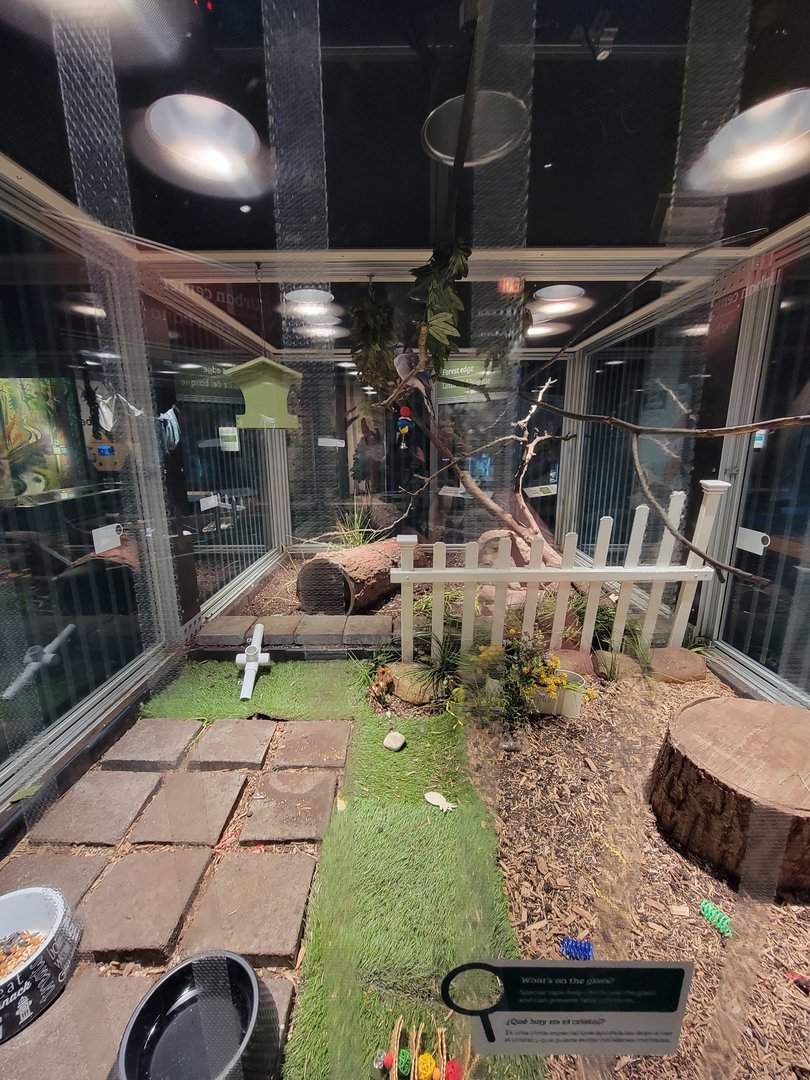 MOS Boston - NE Climate Stories, blue jay