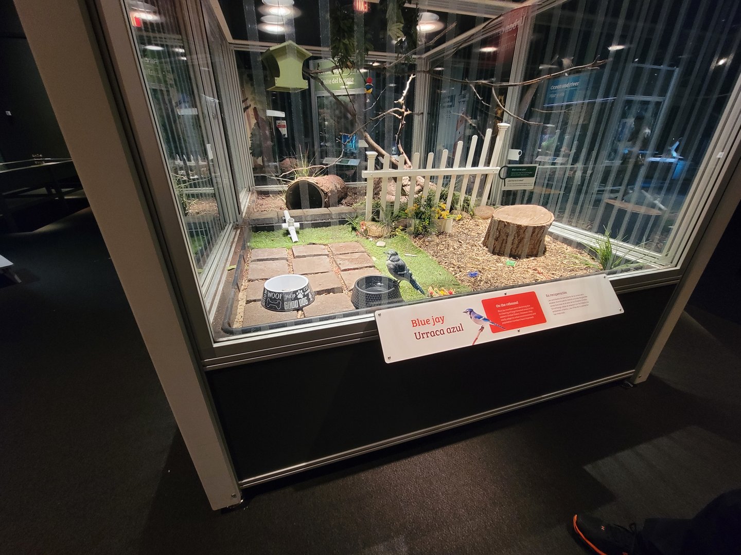 MOS Boston - NE Climate Stories, blue jay