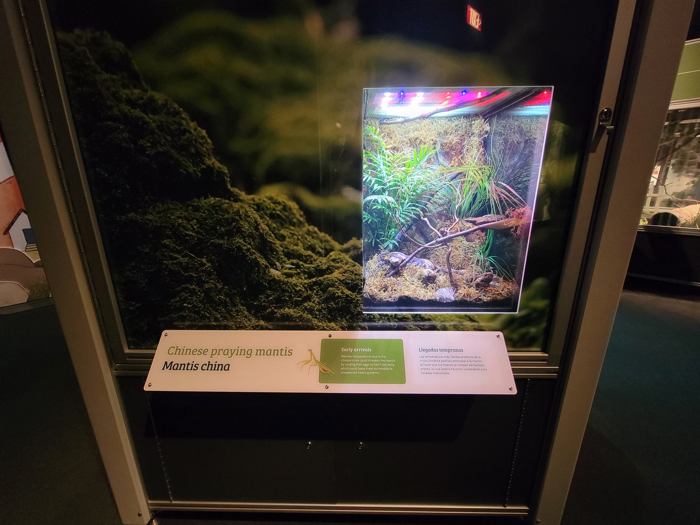 MOS Boston - NE Climate Stories, Chinese praying mantis