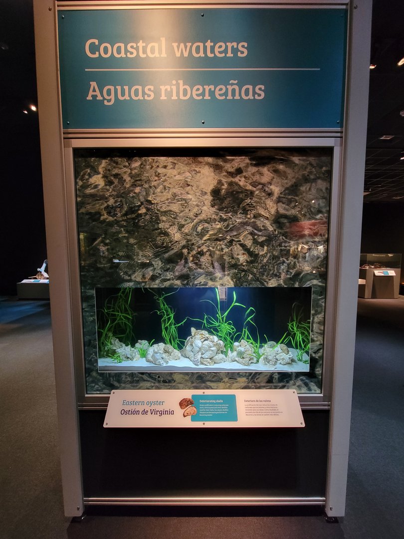 MOS Boston - NE Climate Stories, Coastal Waters, eastern oyster