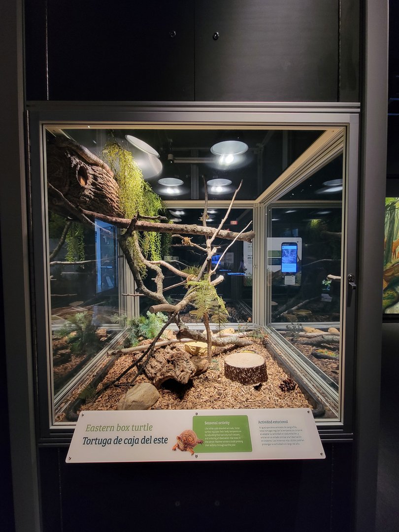 MOS Boston - NE Climate Stories, eastern box turtle