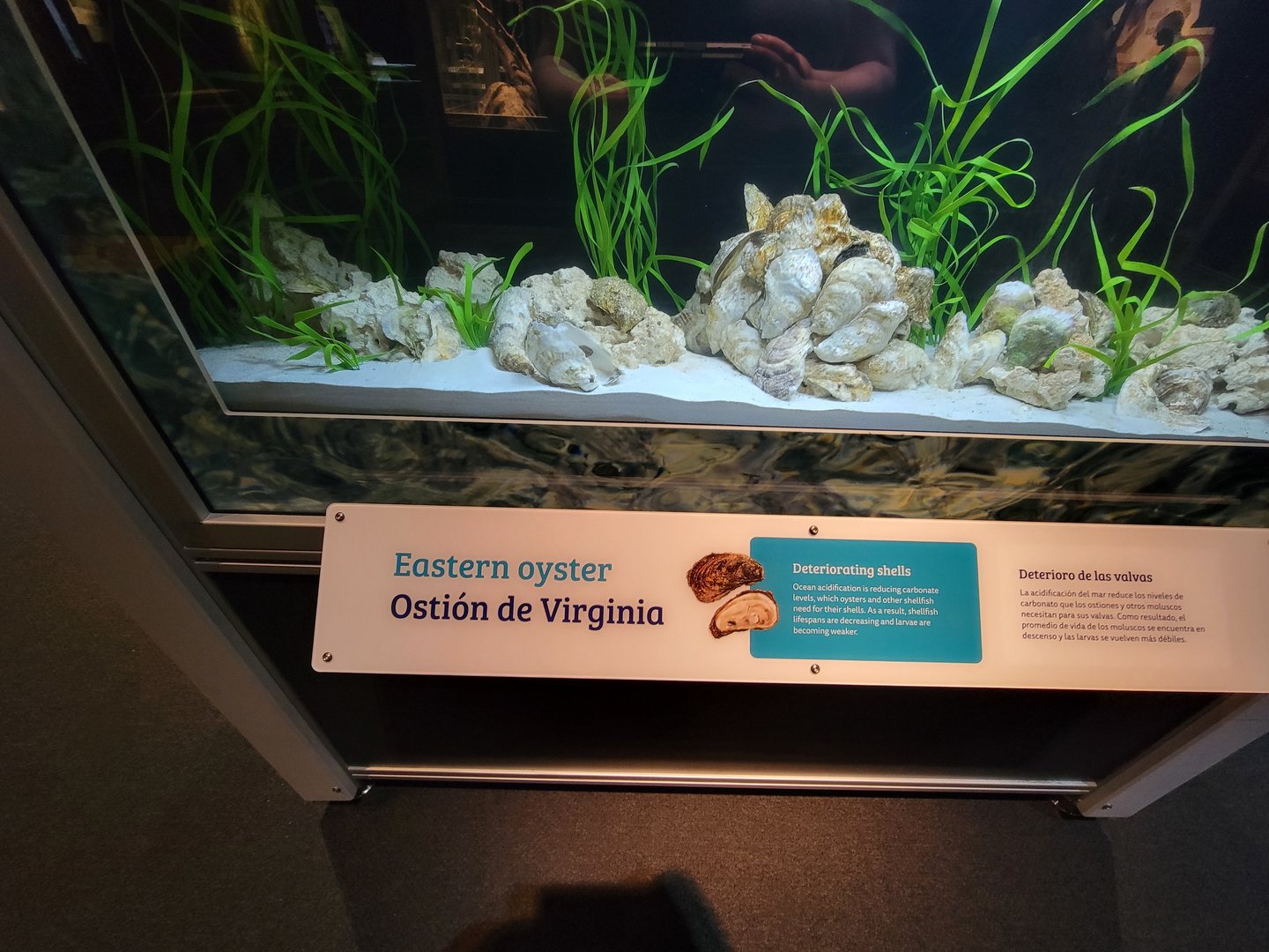 MOS Boston - NE Climate Stories, eastern oyster