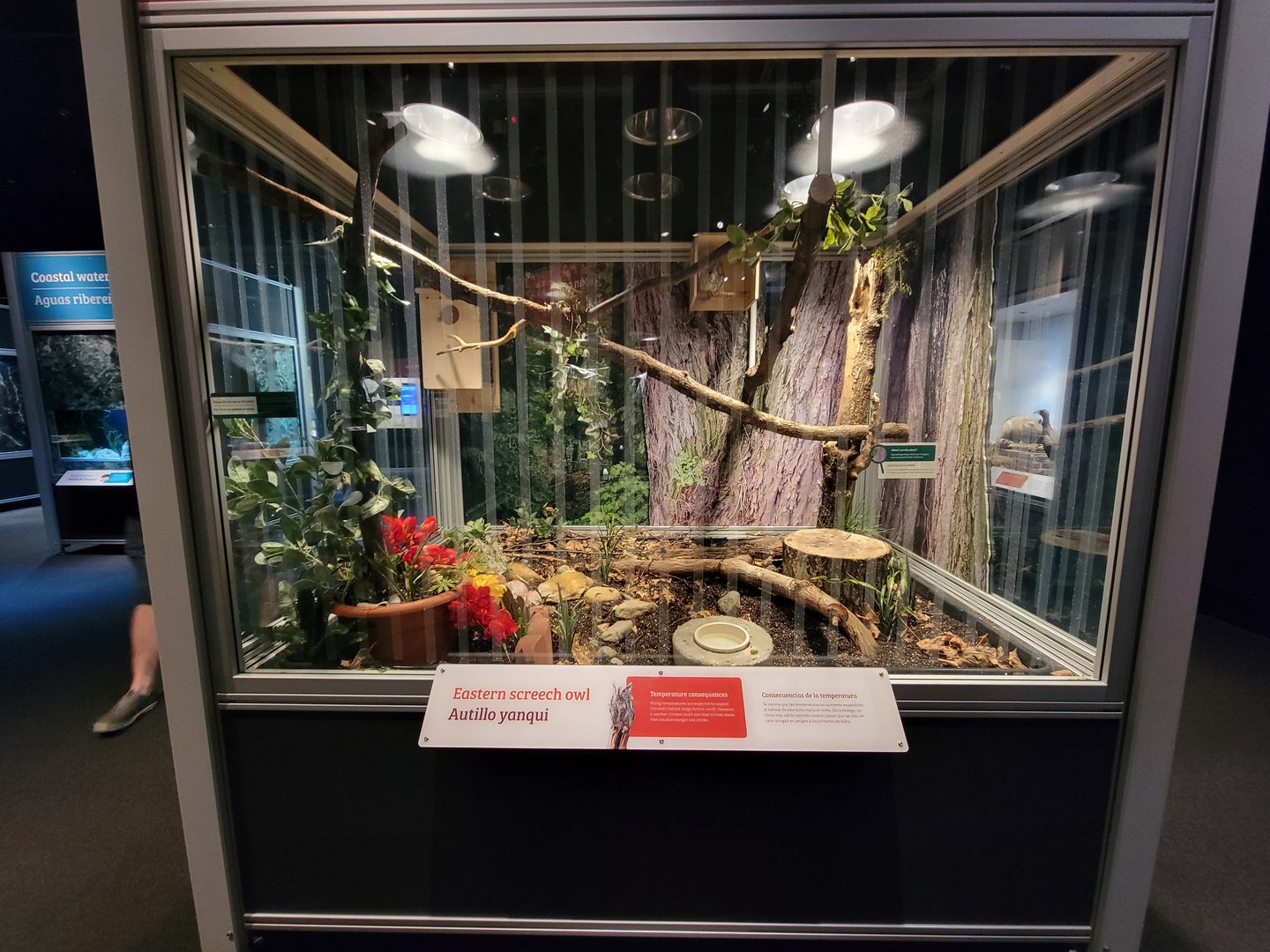 MOS Boston - NE Climate Stories, Eastern screech owl