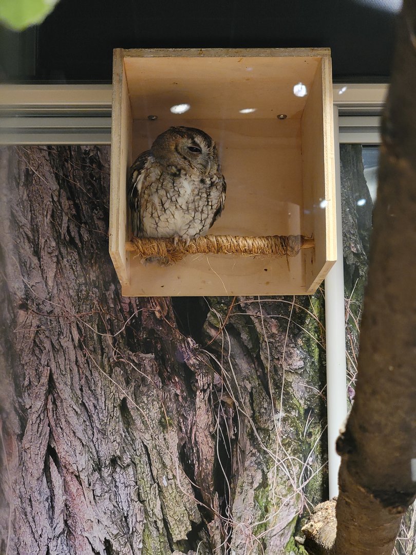 MOS Boston - NE Climate Stories, Eastern screech owl