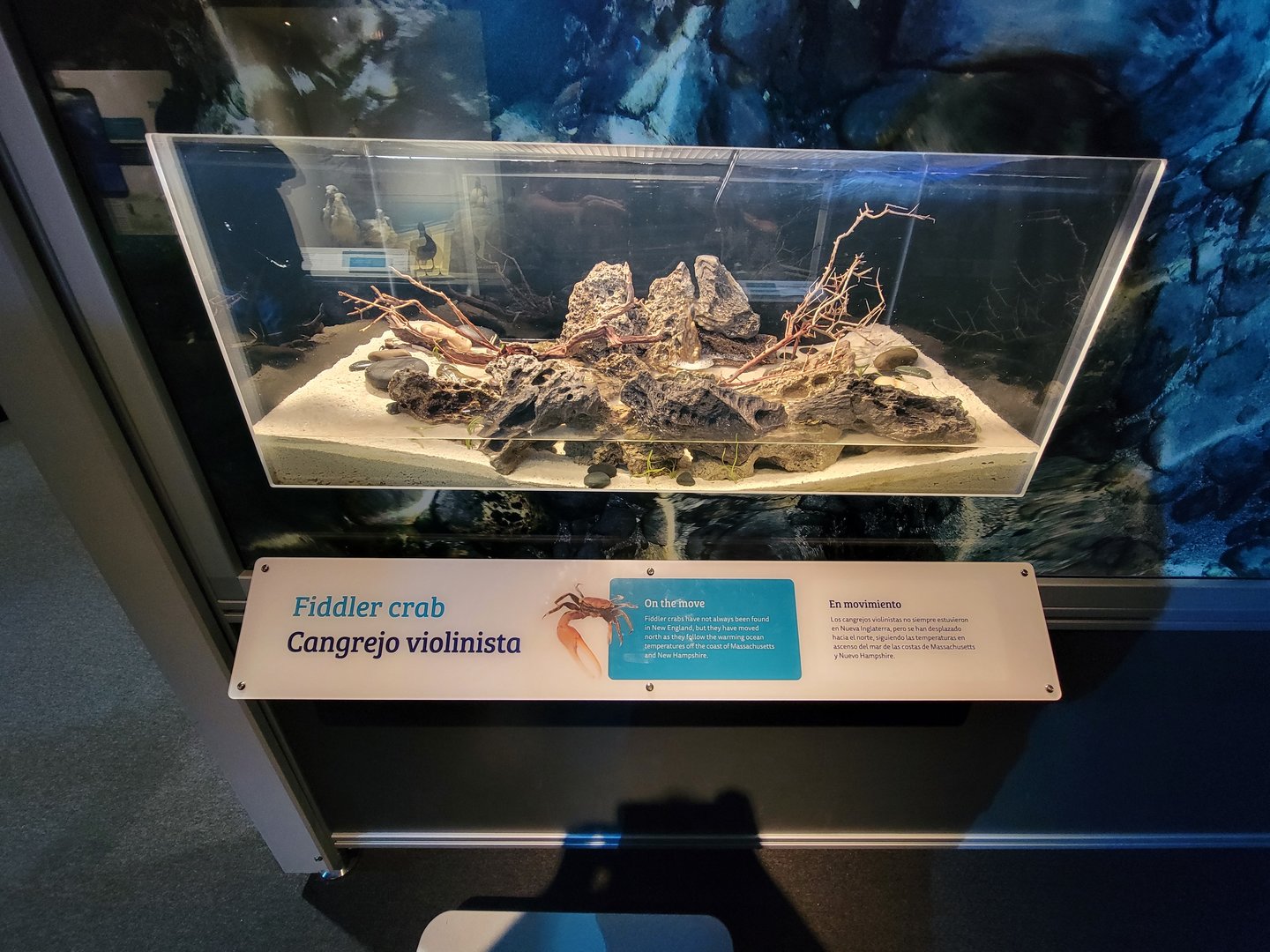 MOS Boston - NE Climate Stories, fiddler crab