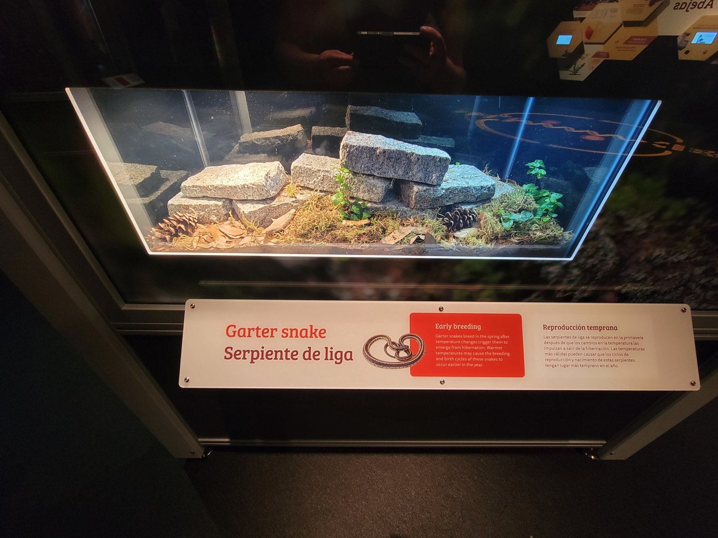 MOS Boston - NE Climate Stories, garter snake