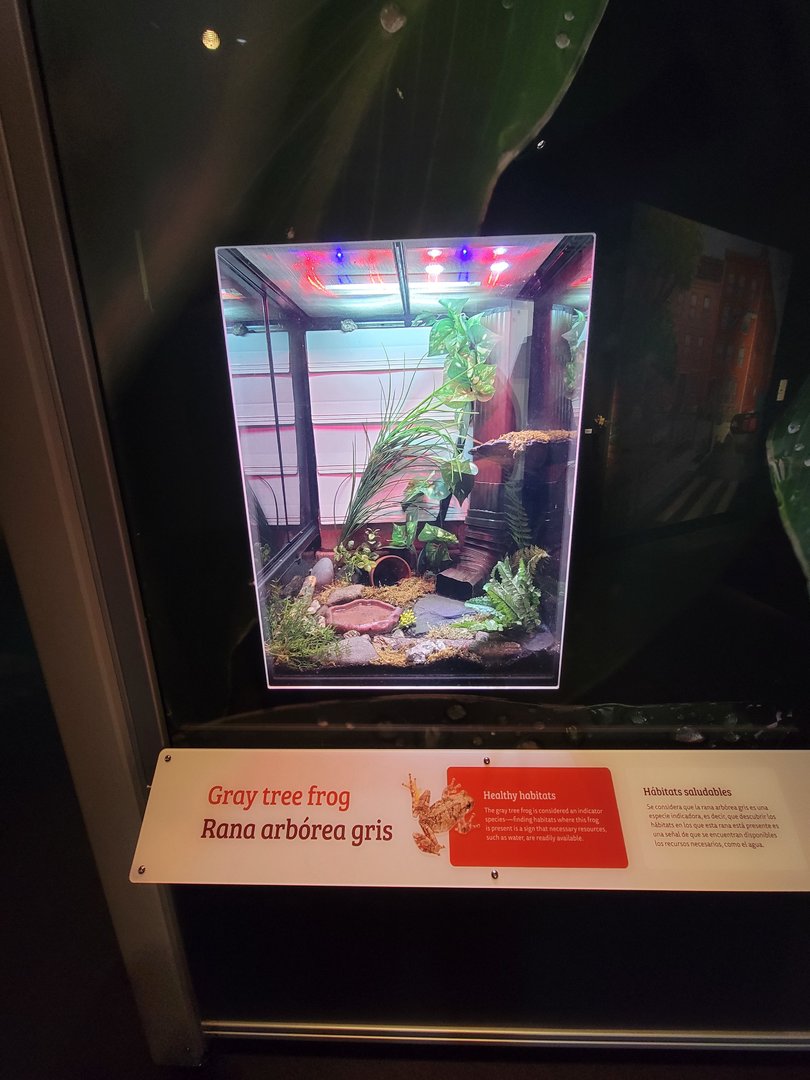 MOS Boston - NE Climate Stories, gray treefrog