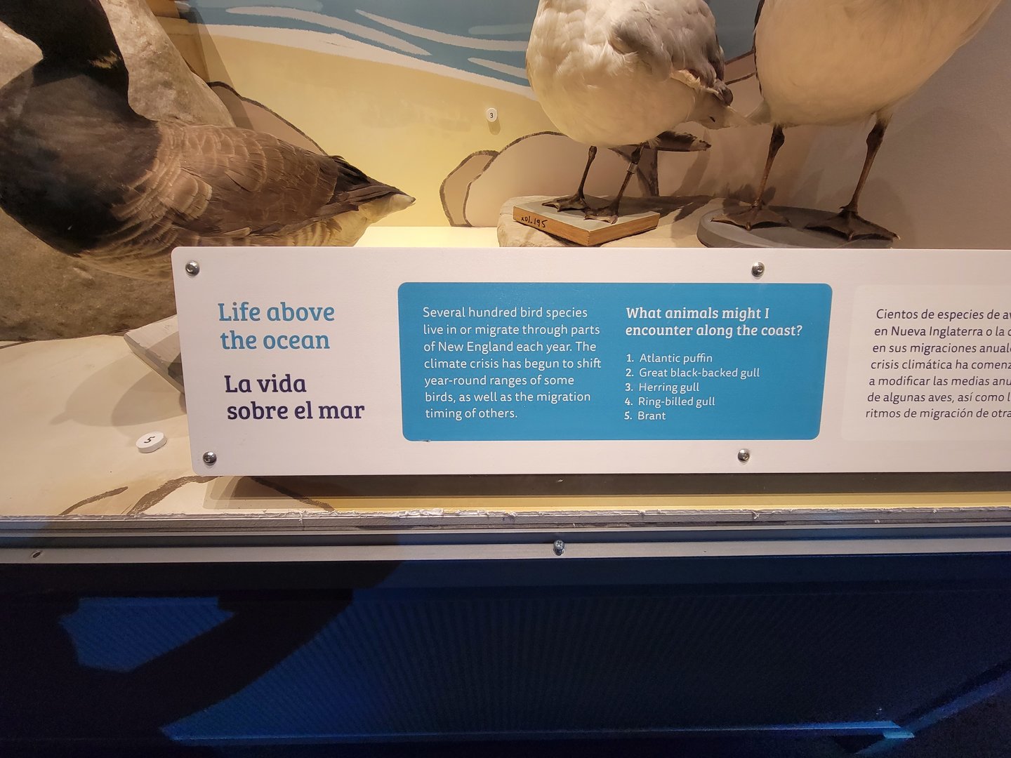 MOS Boston - NE Climate Stories, life above the ocean stories