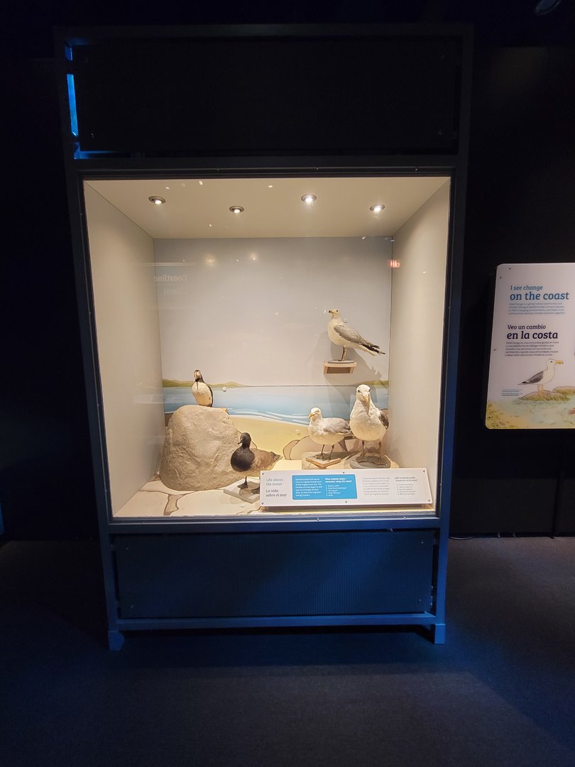 MOS Boston - NE Climate Stories, life above the ocean