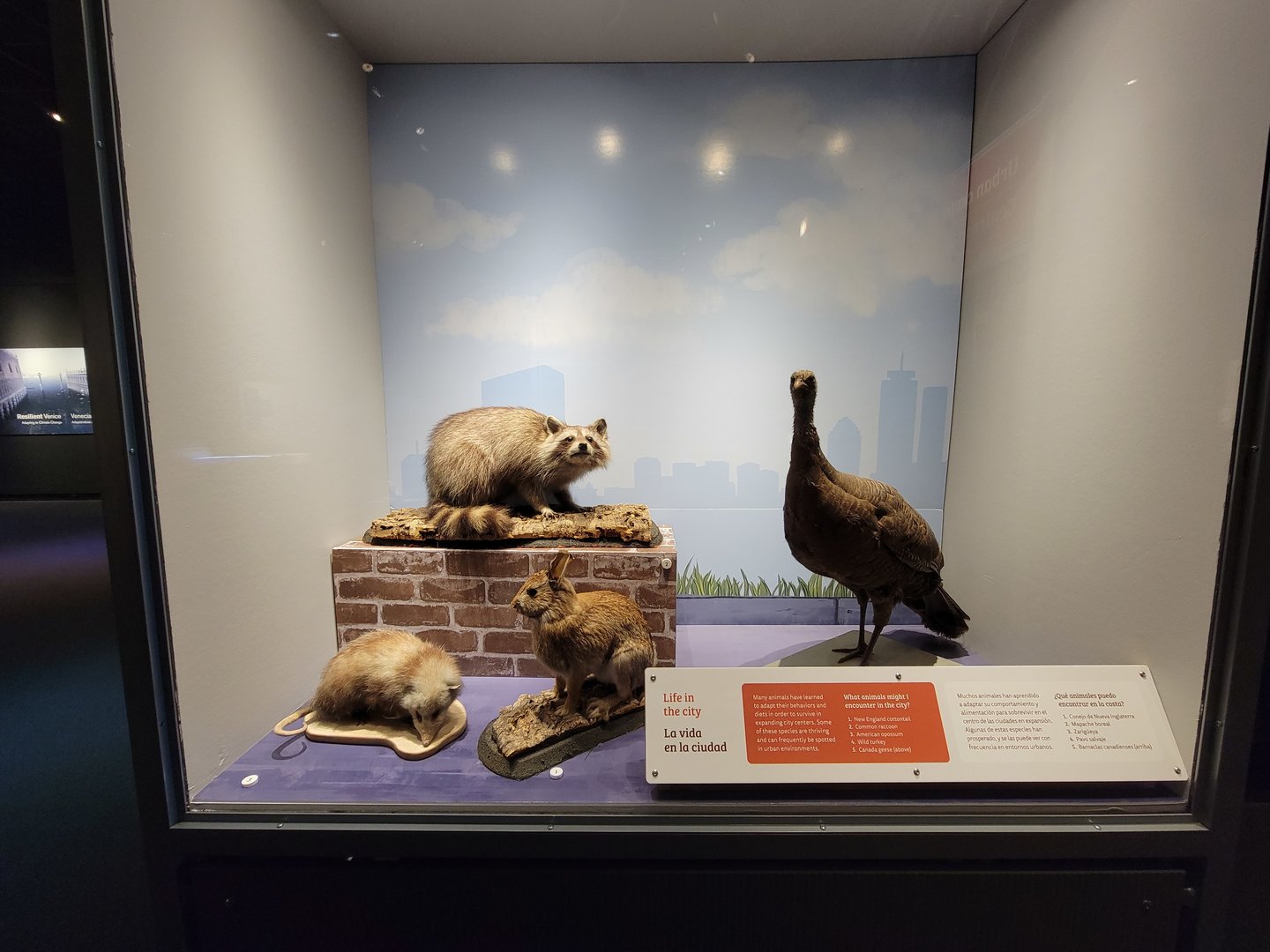 MOS Boston - NE Climate Stories, life in the city