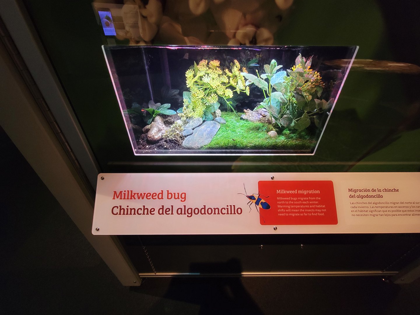 MOS Boston - NE Climate Stories, milkweed bug