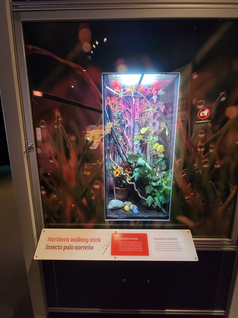 MOS Boston - NE Climate Stories, northern walking stick