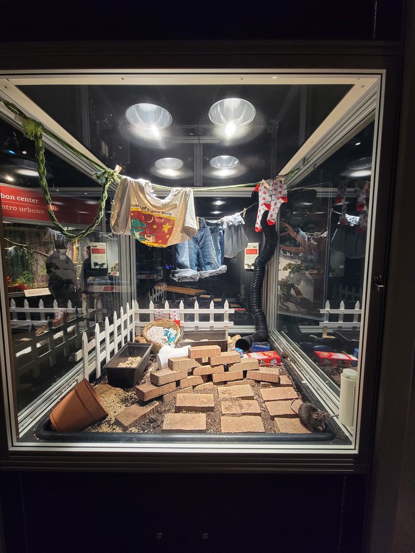 MOS Boston - NE Climate Stories, Norway rats