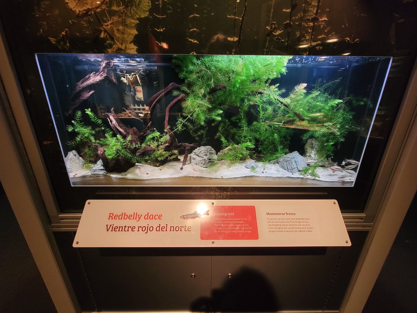 MOS Boston - NE Climate Stories, redbelly dace