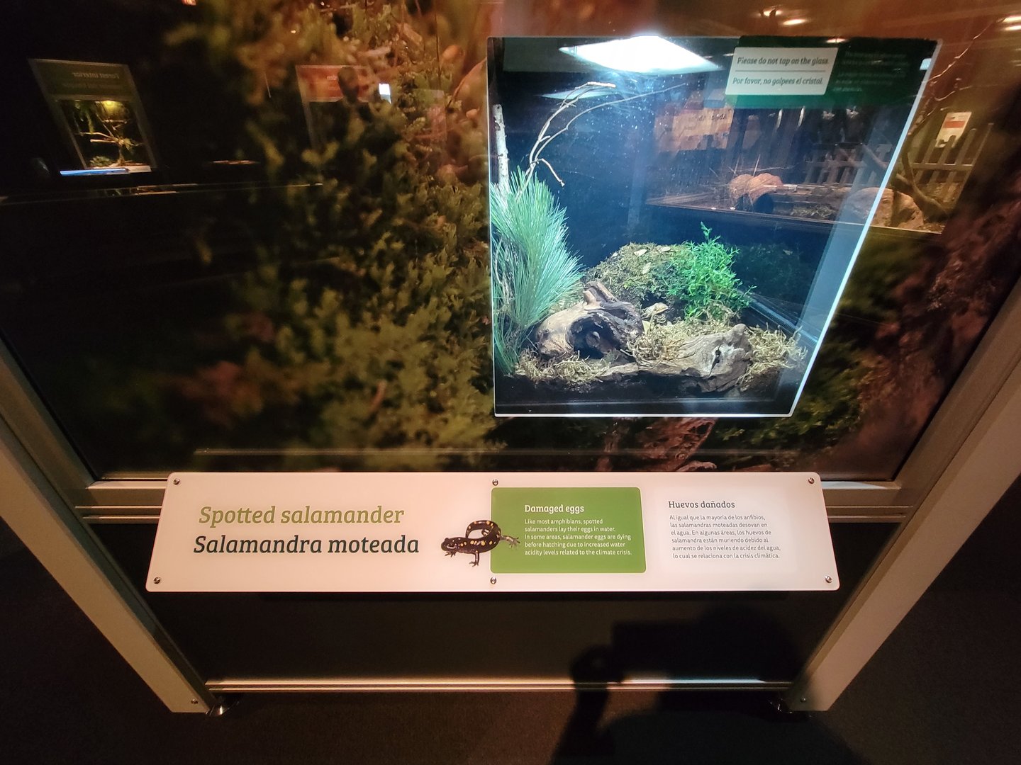 MOS Boston - NE Climate Stories, spotted salamander