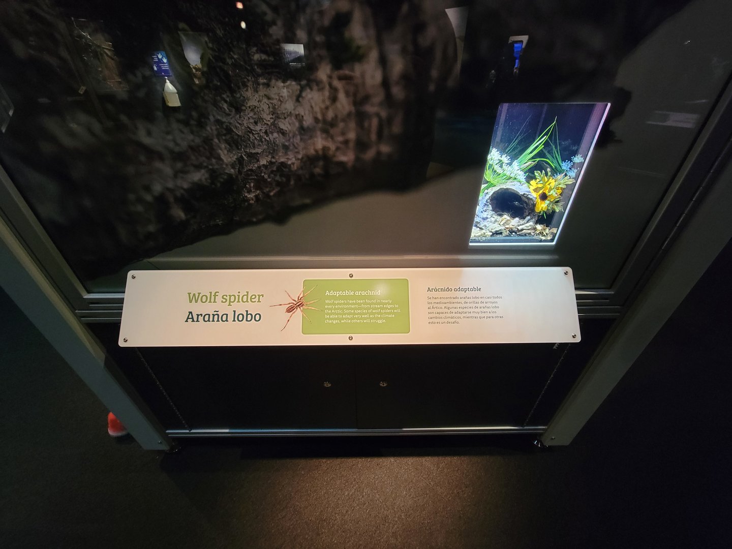 MOS Boston - NE Climate Stories, wolf spider