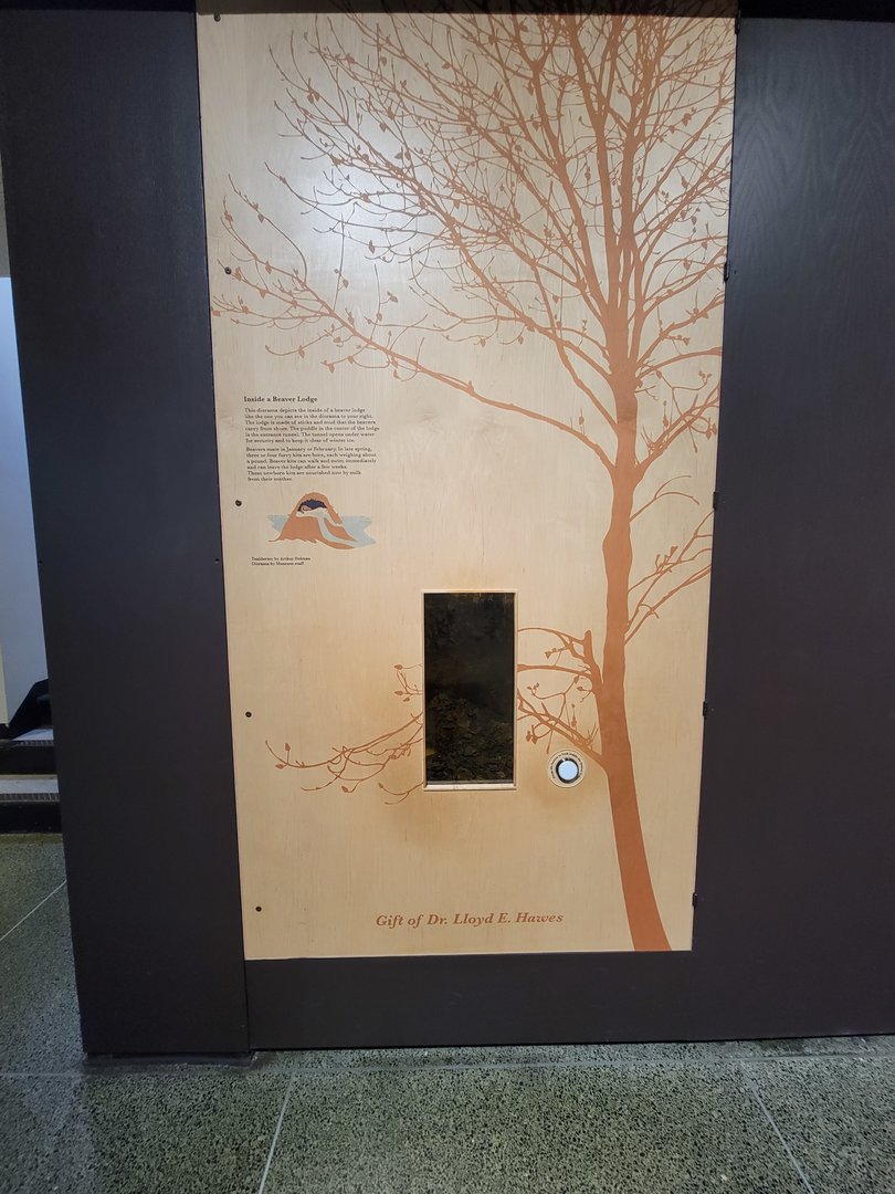 MOS Boston - New England Habitats, Beaver lodge