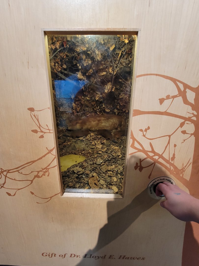 MOS Boston - New England Habitats, Beaver lodge