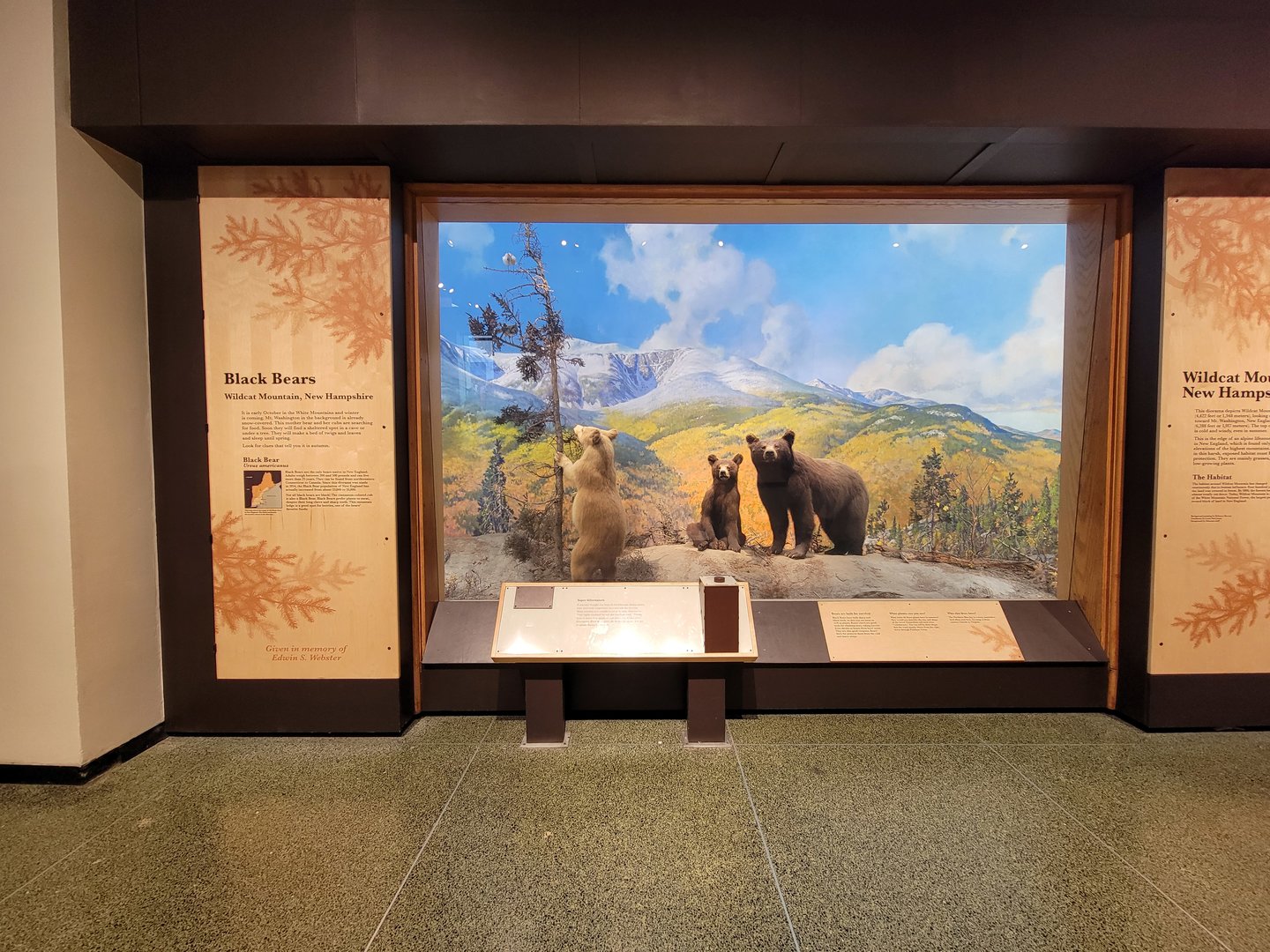 MOS Boston - New England Habitats, Black Bears