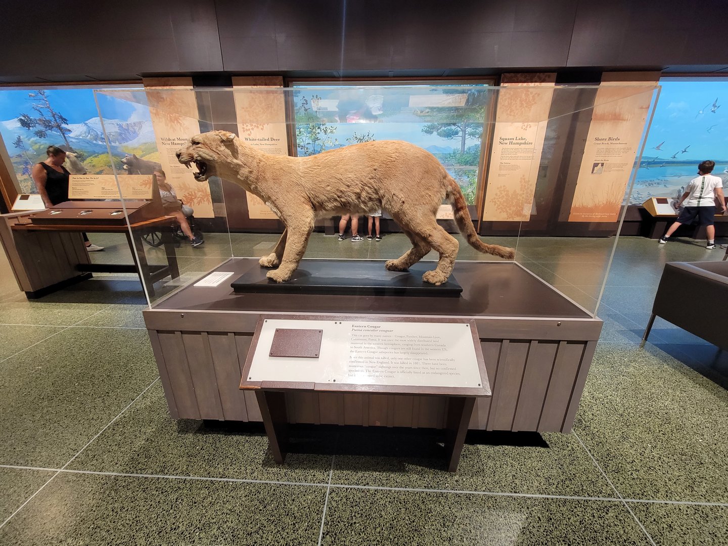 MOS Boston - New England Habitats, Eastern Cougar