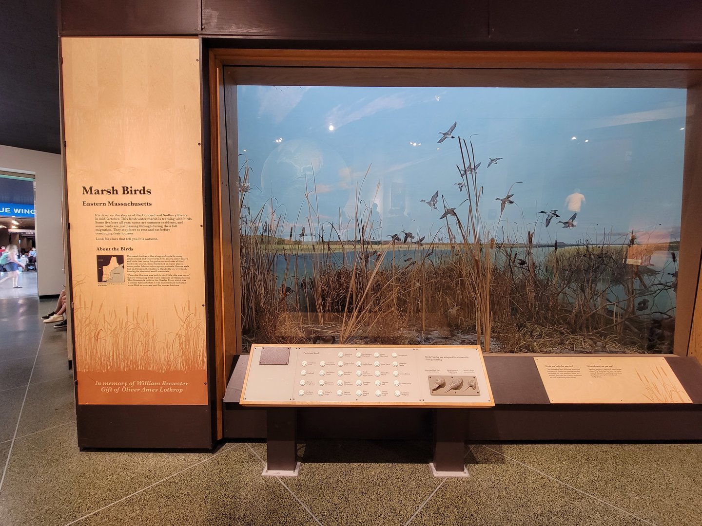MOS Boston - New England Habitats, Marsh Birds