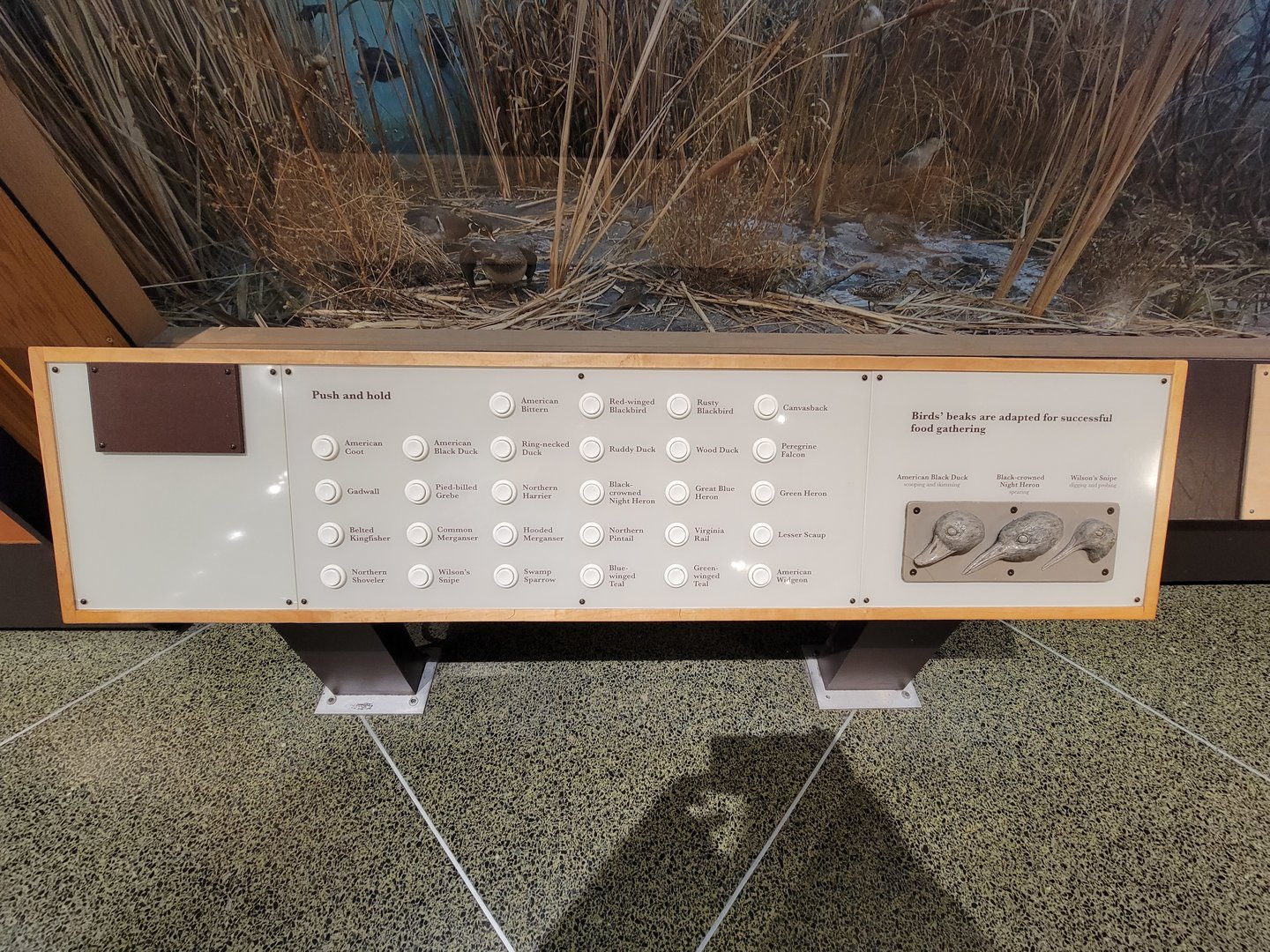 MOS Boston - New England Habitats, Marsh Birds