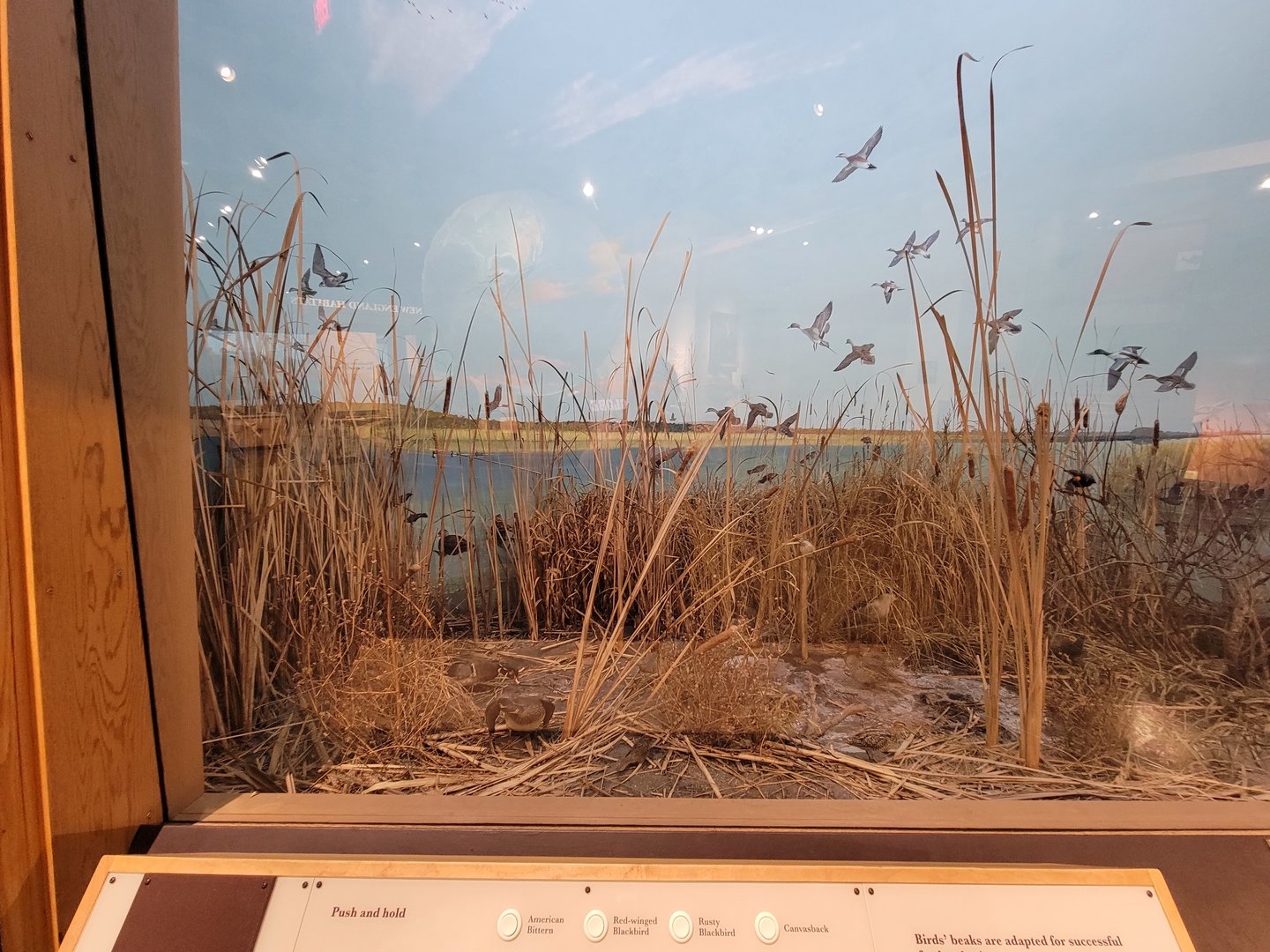 MOS Boston - New England Habitats, Marsh Birds