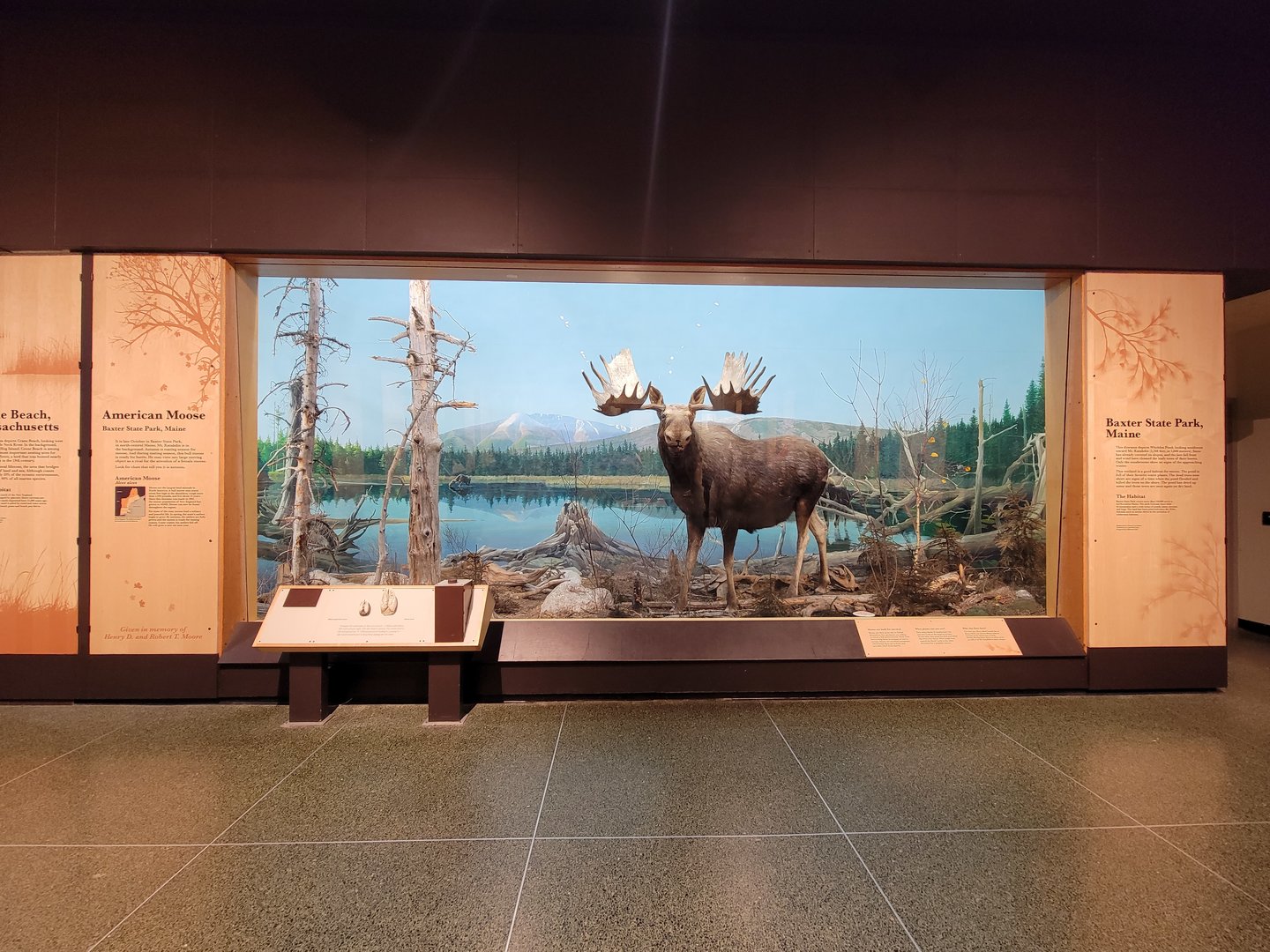 MOS Boston - New England Habitats, Moose