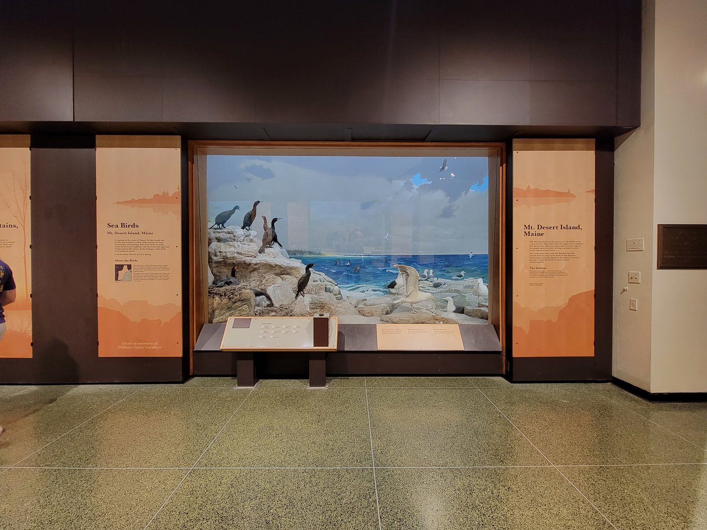 MOS Boston - New England Habitats, Sea Birds