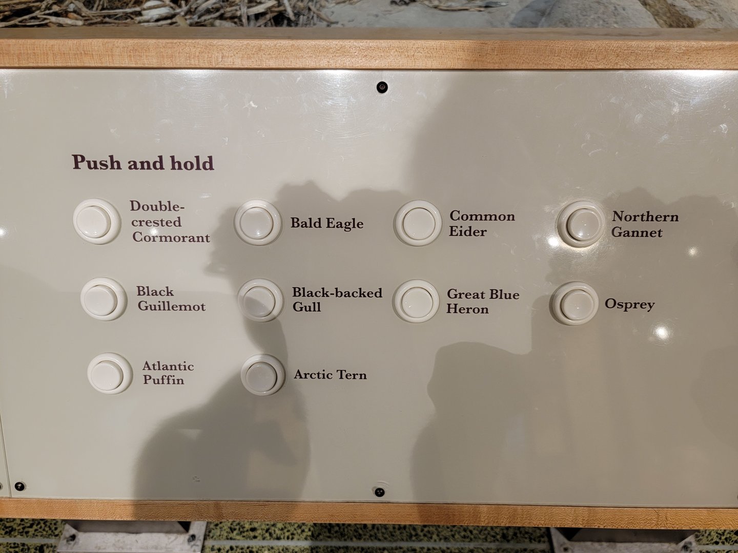 MOS Boston - New England Habitats, Sea Birds